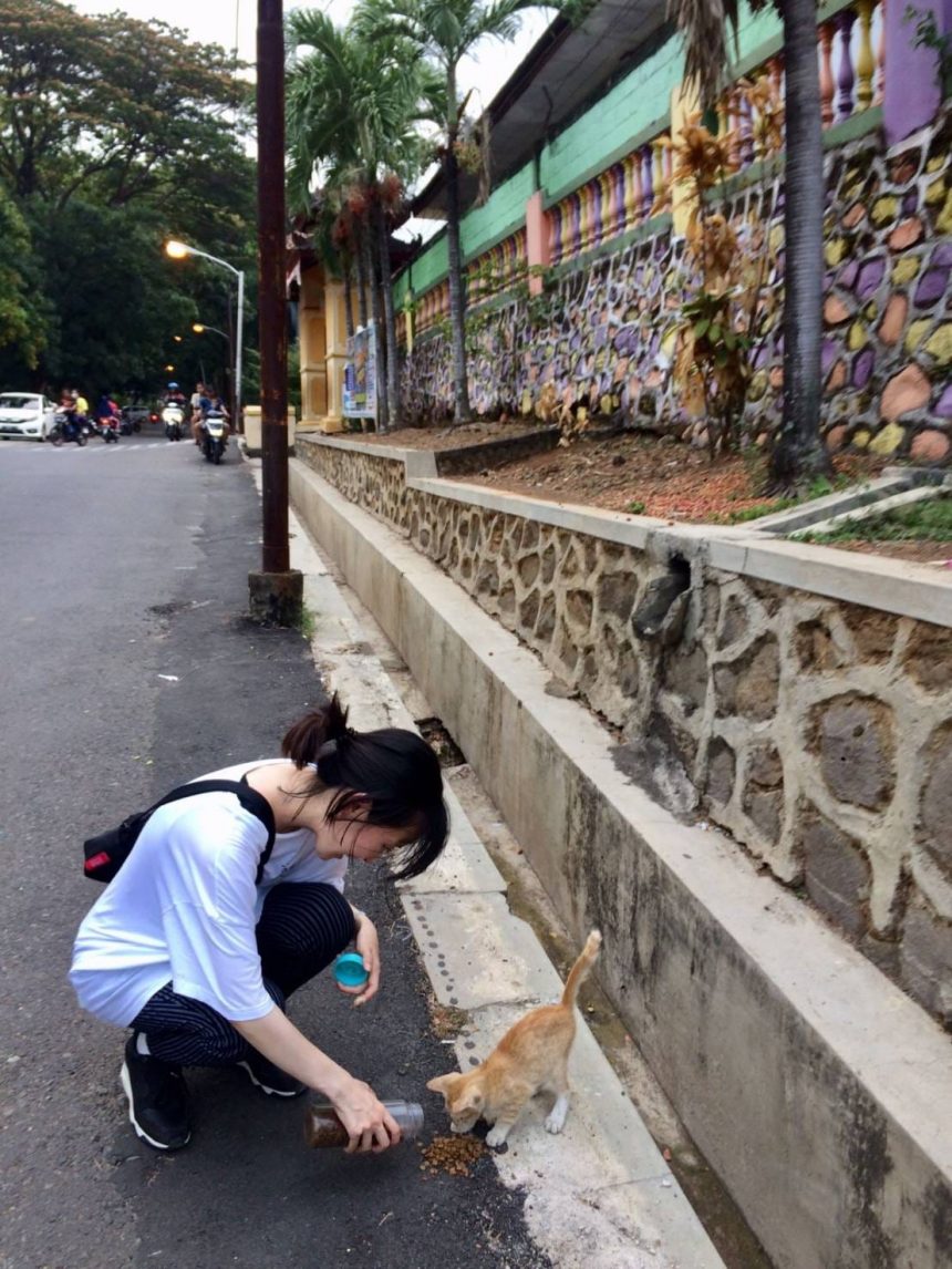 GREAT – LMTV Star Paws Stray Cat Project