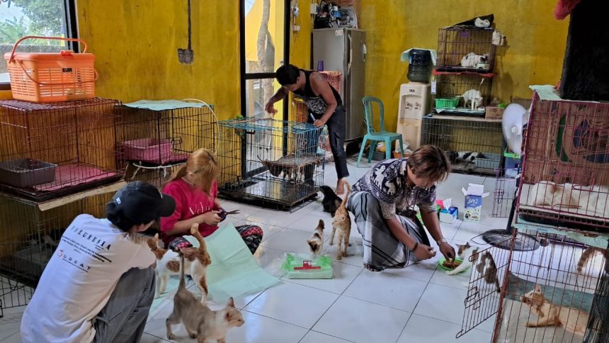 GREAT – STV Star Paws Stray Cat Project